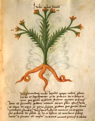 Oculus Domini