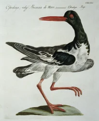 Oyster Catcher, c.1767-76