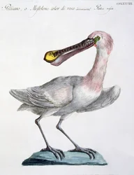 Pelican, c.1767-76
