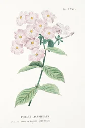 Phlox Acuminata, Plate XXXIV, from L