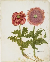 Poppies (Papaver spp.)