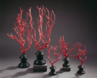 Set of wooden drawing models imitating coral, from the University of Florence