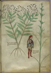 Sloane 4016 f.54 Man urinating into a pot, from 