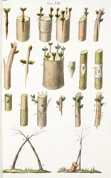 Various Examples of Grafting Fruit Trees, Plate XIV, from L