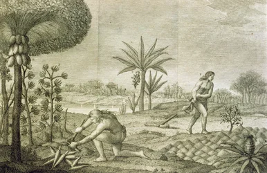 Various vegetable crops of the Indians of the basins of the Orinoco and the Amazon