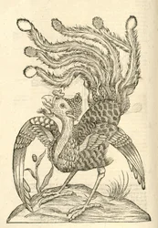 Illustration of Gallus Indicus auritus tridactylus from Aldrovandi