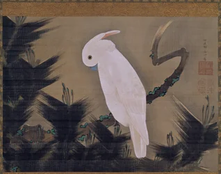 White Cockatoo on a Pine Branch