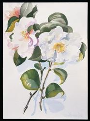 Camelia, 1998