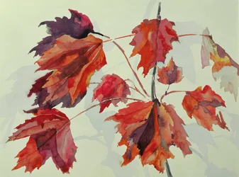 No.24 Autumn Maple Leaves