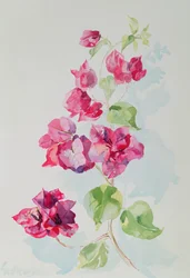 No.2 Bougainvillea Red
