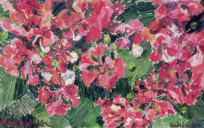 Rhododendron