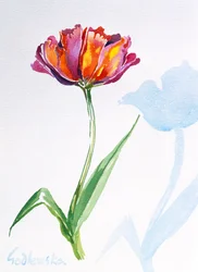 Tulip, 1998