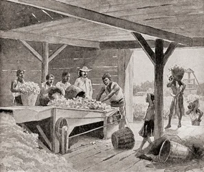 Slaves Working with a 19th Century Cotton Gin on a Plantation in a Southern State of the United States of America, from The History of Our Country, Published 1905