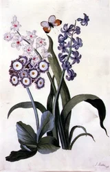 Semi-Double White and Blue Hyacinths with Hybrid Auricula and an Orange-Tip Butterfly