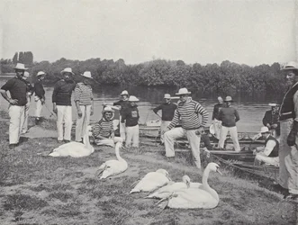 Swan Upping on the Thames, Examining the Old Birds