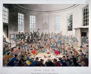 Royal Cock Pit