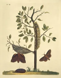 Butterflies, Caterpillars and Plants: Plate No. 111