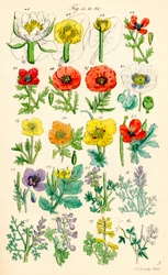 Page of Colour Illustrations from British Wild Flowers after a Work by J. E. Sowerby and C. P. Johnson