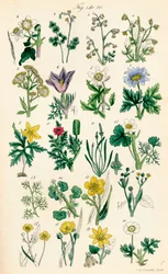 Page of colour illustrations from British Wild Flowers after a work by J. E. Sowerby and C. P. Johnson
