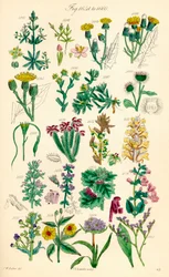Page of colour illustrations from British Wild Flowers after a work by J. E. Sowerby and C. P. Johnson