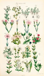 Page of Colour Illustrations from British Wild Flowers (after a work by J. E. Sowerby and C. P. Johnson)