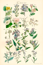 Page of Colour Illustrations from British Wild Flowers (after a work by J. E. Sowerby and C. P. Johnson)