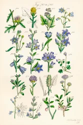 Page of Colour Illustrations from British Wild Flowers (after a work by J. E. Sowerby and C. P. Johnson)