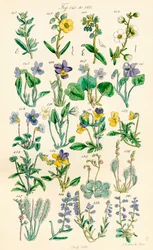 Page of Colour Illustrations from British Wild Flowers