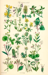 Page of Colour Illustrations from British Wild Flowers
