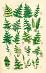 Page of Colour Illustrations from British Wild Flowers