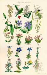 Page of Colour Illustrations from British Wild Flowers