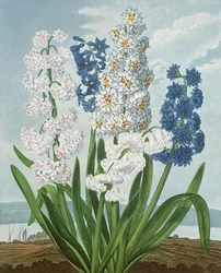 Hyacinths, Engraved by Warner, from 