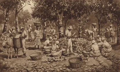Breaking cocoa pods in Trinidad