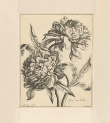 Two Branches with a Peony