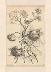 Two Branches with a Peony