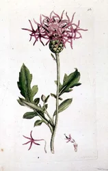 Great Knapweed, from a volume of 