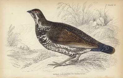 The Canadian Grouse