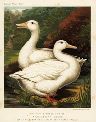 Aylesbury ducks