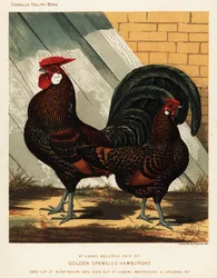 Golden Spangled Hamburgh Cock and Hen