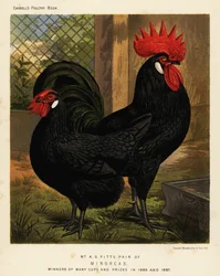 Minorca Chickens, Cock and Hen, Gallus Gallus Domesticus