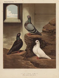 Pigeons: African Owls, Blue, Black, and White