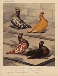 Pigeons: Almond Tumbler Sub-Varieties, Almond Splash, Yellow Agate, Red Agate Splash or Mottle, Kite
