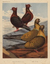 Pigeons: Archangels; Swifts