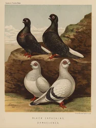 Pigeons: Black Capuchins; Damascenes