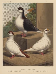 Pigeons: Black Lahore; Red Helmet; Yellow Spot