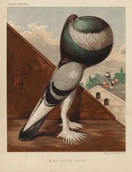 Pigeons: Blue Pouter Cock