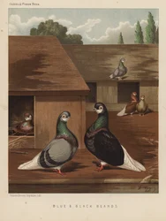 Pigeons: Blue and Black Beards