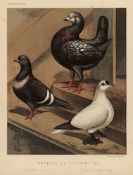 Pigeons: Burmese or Florentine; Starling; Spot Fairy