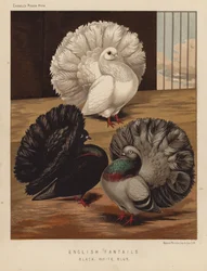 Pigeons: English Fantails, Black, White, Blue