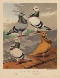 Pigeons: English Owls, Blue, Powdered Blue, Silver, Yellow